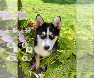 Pomsky Puppy for sale in CHARLESTOWN, IN, USA