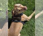 Small #2 American Pit Bull Terrier-Staffordshire Bull Terrier Mix