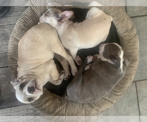 Boston Terrier Litter for sale in PRAIRIE DU SAC, WI, USA