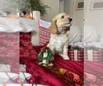 Small #5 Goldendoodle (Miniature)