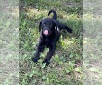 Small #3 Labrador Retriever