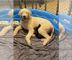 Goldendoodle Puppy for Sale in CULLMAN, Alabama USA