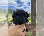 Small Photo #10 Mal-Shi-Poodle (Toy) Mix Puppy For Sale in OREGON CITY, OR, USA