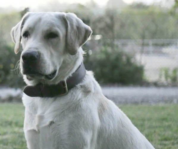 Medium Photo #1 Labrador Retriever Puppy For Sale in ENCINITAS, CA, USA