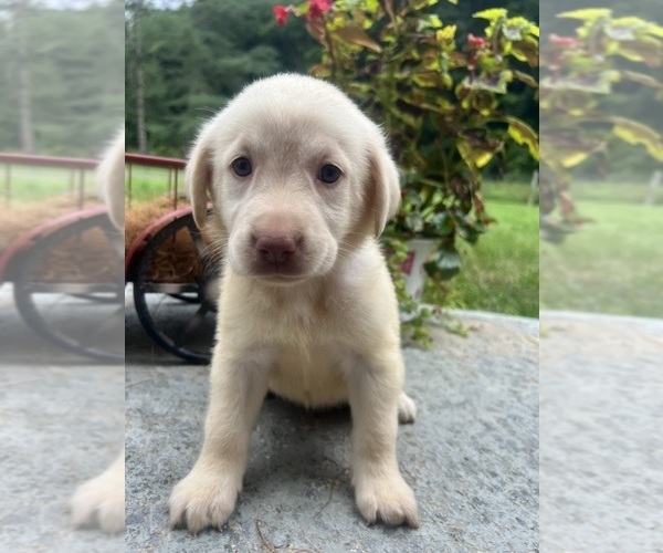 Medium Photo #7 Labrador Retriever Puppy For Sale in NEOLA, WV, USA