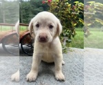 Small #6 Labrador Retriever