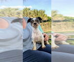 Small #3 Shih Tzu