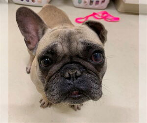 French Bulldog Dogs for adoption in Fremont, CA, USA