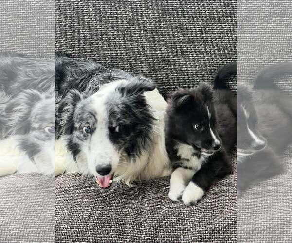 Medium Photo #14 Border Collie Puppy For Sale in Highland, IL, USA