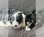 Small #13 Border Collie