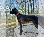 Small Photo #1 Great Dane Puppy For Sale in SPRINGFIELD, OH, USA