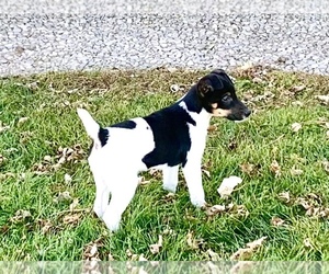 Fox Terrier (Smooth) Puppy for Sale in BAXTER, Iowa USA