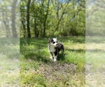Small #6 Pomsky