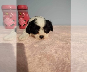 Zuchon Puppy for sale in MOUNT PLEASANT, MI, USA