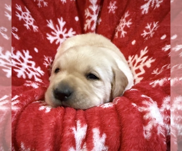 Medium Photo #17 Labrador Retriever Puppy For Sale in LELAND, NC, USA