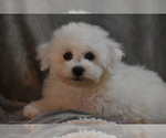 Small #2 Bichon Frise
