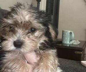Yorkshire Terrier Puppy for sale in CUMBERLAND COLLEGE, KY, USA