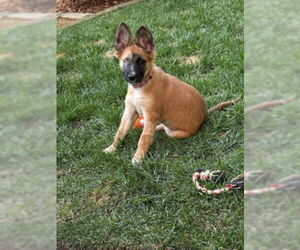 Mutt Dogs for adoption in Sacramento, CA, USA