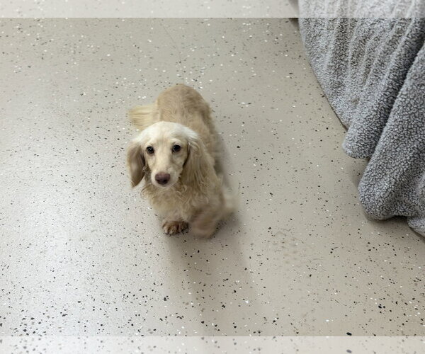Medium Photo #2 Dachshund Puppy For Sale in York, SC, USA