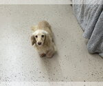 Small #1 Dachshund