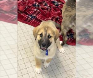 Shepradors Dogs for adoption in Fort Collins, CO, USA