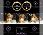 Small #4 Cavalier King Charles Spaniel