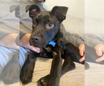 Small #5 Labrador Retriever Mix