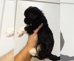 Small Photo #2 Havanese Puppy For Sale in CRETE, NE, USA