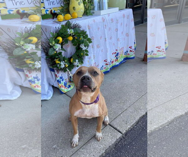 Medium Photo #27 American Pit Bull Terrier-Unknown Mix Puppy For Sale in Germantown, OH, USA