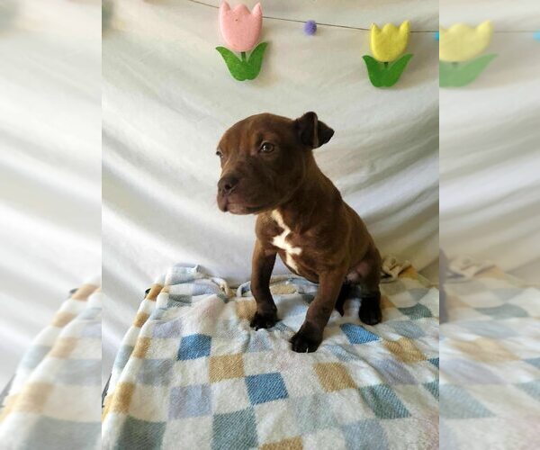 Medium Photo #3 American Pit Bull Terrier-Unknown Mix Puppy For Sale in New York, NY, USA
