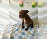 Small #2 American Pit Bull Terrier Mix