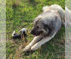 Father of the Sarplaninac (Illyrian Sheepdog ) puppies born on 02/08/2023