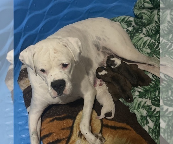 Medium Photo #1 Boxer Puppy For Sale in LEWISTOWN, PA, USA