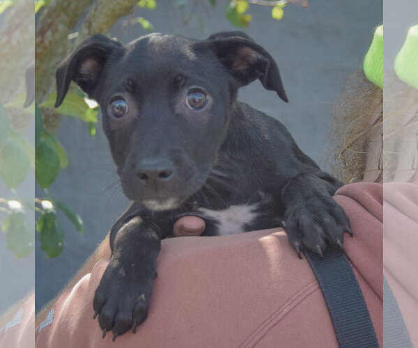 Medium Photo #4 American Staffordshire Terrier-Unknown Mix Puppy For Sale in Huntley, IL, USA
