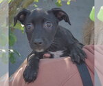Small #3 American Staffordshire Terrier Mix
