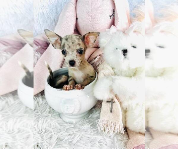 Medium Photo #3 Chihuahua Puppy For Sale in AVONDALE EST, GA, USA