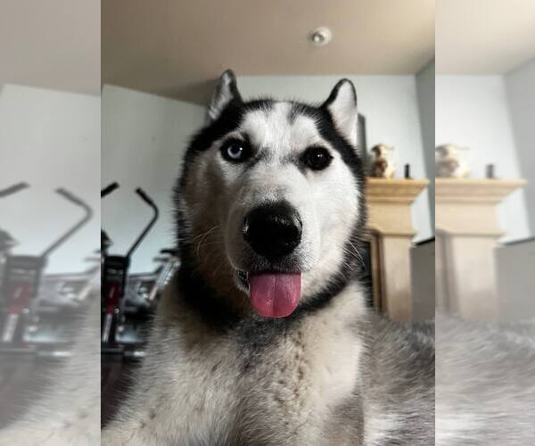 Medium Photo #2 Siberian Husky Puppy For Sale in Carrollton, TX, USA
