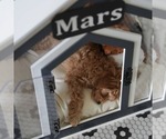 Small #14 Cavapoo