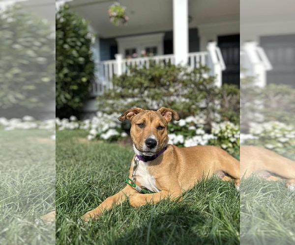 Medium Photo #2 Carolina Dog-Unknown Mix Puppy For Sale in Derwood, MD, USA