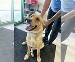Small Retriever  Mix