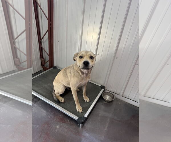 Medium Photo #2 American Pit Bull Terrier-Unknown Mix Puppy For Sale in Corning, AR, USA