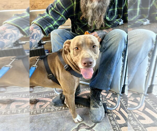 Medium Photo #2 American Pit Bull Terrier-Unknown Mix Puppy For Sale in Brewster, NY, USA