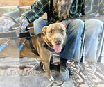 Small #1 American Pit Bull Terrier Mix