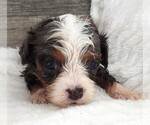 Puppy Puppy 4 Male Cavapoo