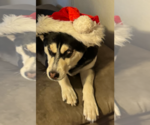Small #3 Siberian Husky Mix