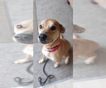 Small #3 Labrador Retriever-Staffordshire Bull Terrier Mix