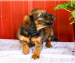 Small #11 Dachshund