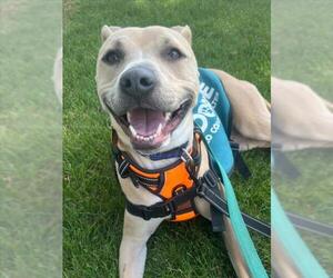 *MULAN - Female Argentinian Mastiff-Unknown Mix Dog for Adoption - Photo #4