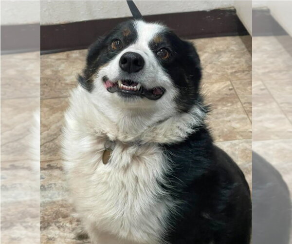 Medium Photo #1 Australian Shepherd-Unknown Mix Puppy For Sale in Lakewood, CO, USA
