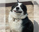 Small Australian Shepherd Mix